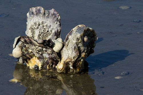 Japanse oesters in de Waddenzee