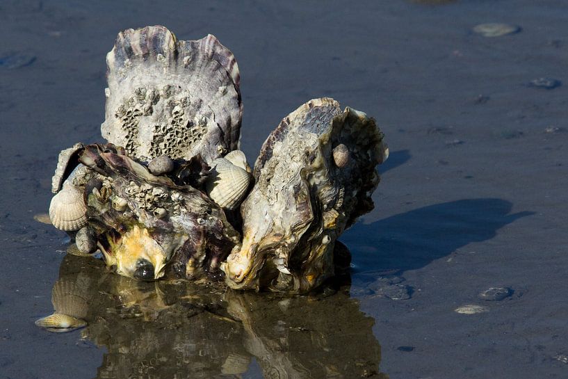 Japanse oesters in de Waddenzee van Meindert van Dijk