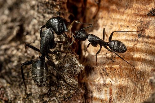 Twee grote zwarte bosmieren, werkster en soldaat