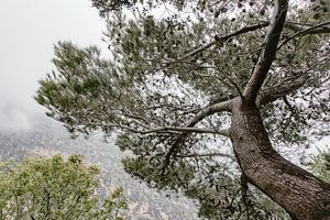 Baum im Wald in Italien