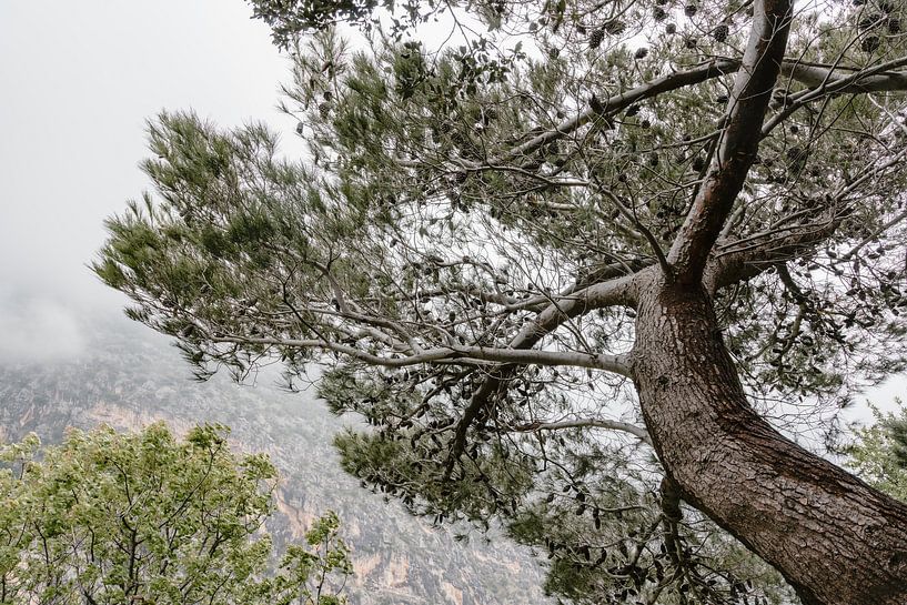 Tree in the woods in Italy by Photolovers reisfotografie