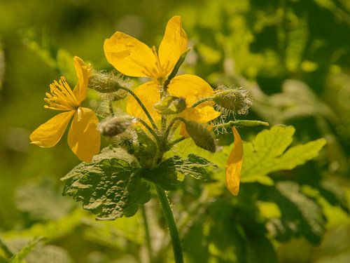 Stinkende gouwe op een berm in Castricum