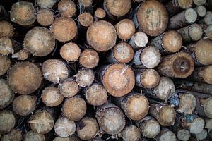 Holzpolter (Holzstapel)