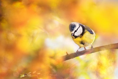Blue tit