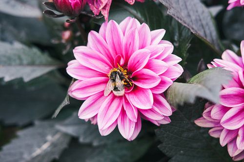 Hommel dahlia