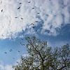 Vogelvlucht van vascofialho.nl