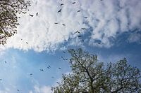 Vue d'oiseau