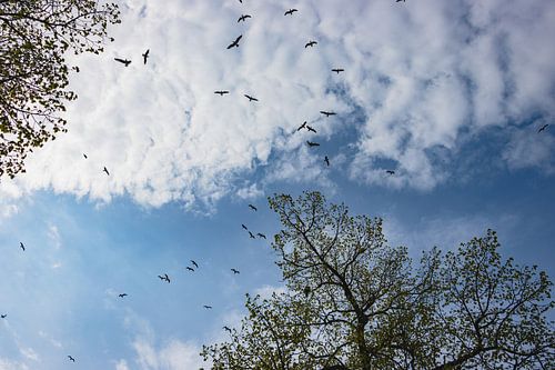 Vogelvlucht