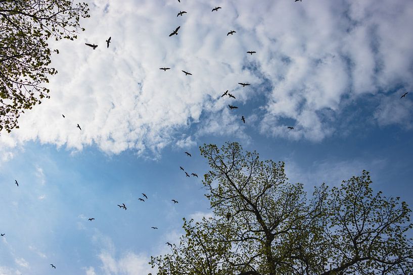 Vue d&#039;oiseau par vascofialho.nl