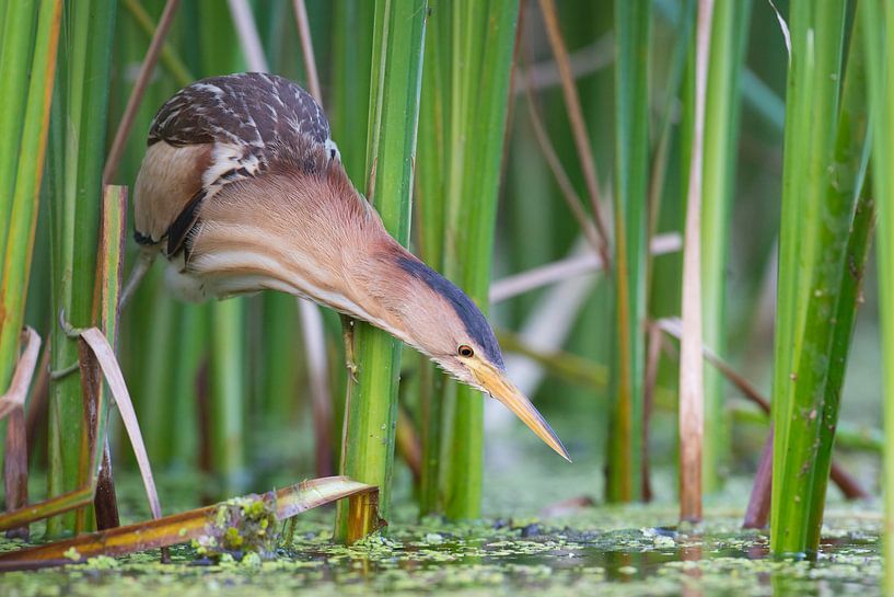 Little bittern concentrated in search of food by Wiel Arets