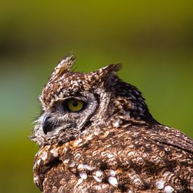 Owl von Ron van Zoomeren