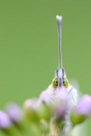 Portrait of an orange tip by Wessel Veenbrink