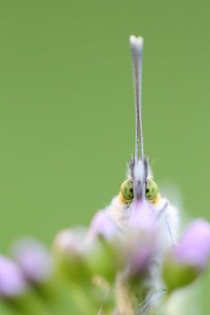 Portrait of an orange tip