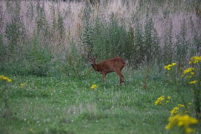 roe deer by Maaike Krimpenfort