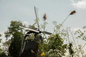 de scheene westellingwerf friesland