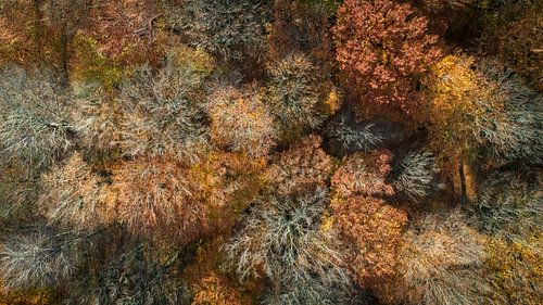 Ein Meer aus Farben im Wald