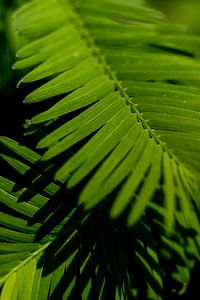 fougère verte | fine art nature photo sur Karijn | Fine art Natuur en Reis Fotografie