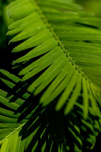 green fern | fine art nature photo by Karijn | Fine art Natuur en Reis Fotografie