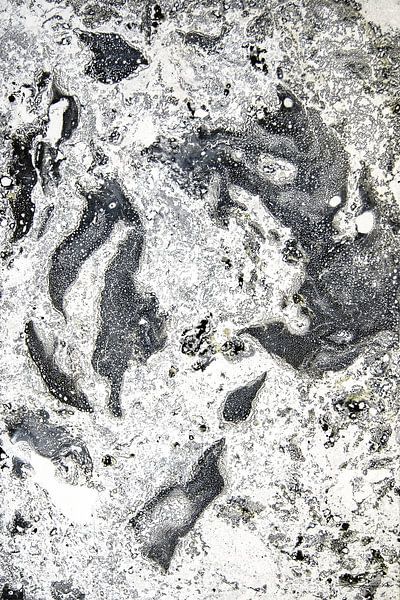 Cacatoès gris par Sebastian Rohnacher