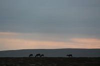 Reindeer on the Flatruet