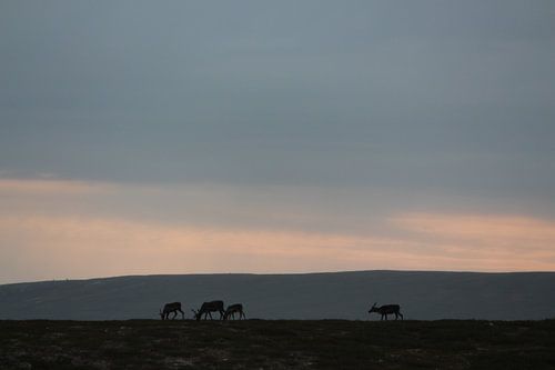 Renne sur le Flatruet