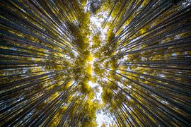 Arashiyama Bambuswald von Maarten Mensink