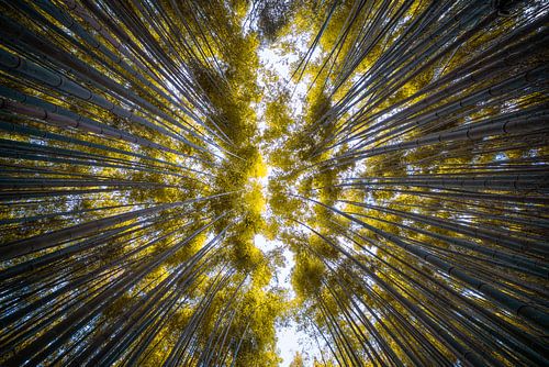 Forêt de bambous d'Arashiyama sur Maarten Mensink