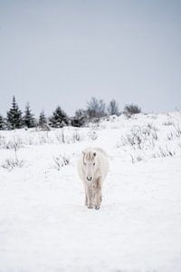 Winterrast - Weißes Islandpony in verschneiter Landschaft