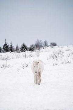 Winterse Rust Witte Ijslandse Pony in Sneeuwlandschap van Femke Ketelaar