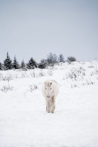 Paard Winterse Rust Witte Ijslandse Pony in Sneeuwlandschap