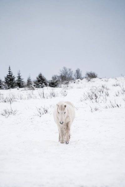 Paard Winterse Rust Witte Ijslandse Pony in Sneeuwlandschap van Femke Ketelaar