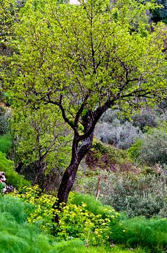 Sicilian spring landscape