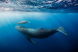 Mother and Calf Beneath the Surface von Romy Oomen