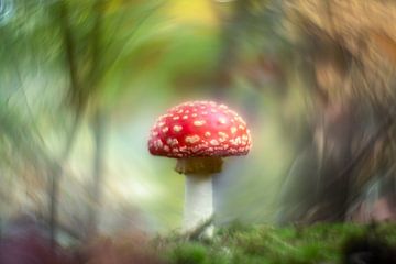 Fly agaric by elma maaskant