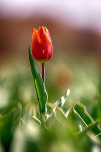 Magnifique tulipe dans un champ de bulbes sur Rob van der Teen