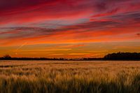 Corn field under red sunset
