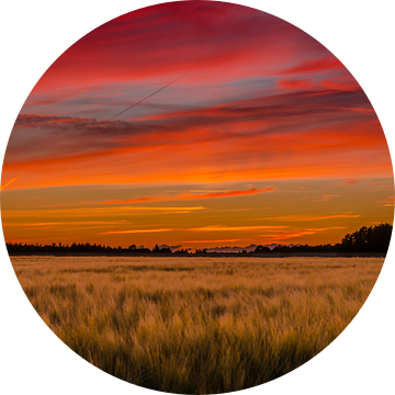 Graanveld onder rode zonsondergang van Fred van Bergeijk