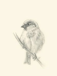 Un moineau sur une branche - Dessin au crayon