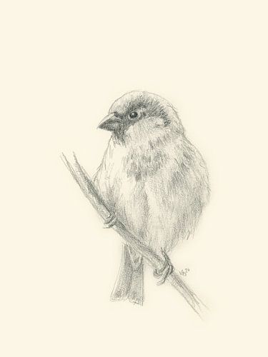 Un moineau sur une branche - Dessin au crayon