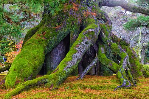 Kenrokuen Tuin, Kanazawa, Japan in de herfst