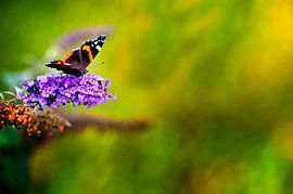 vlindertje by Huibert van der Meer