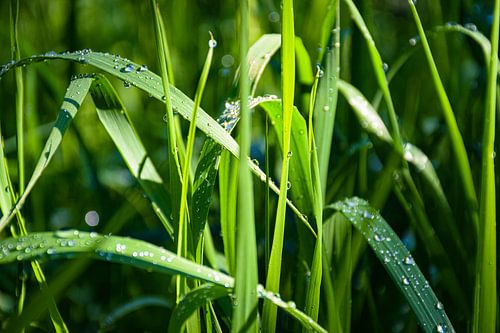 After the rain