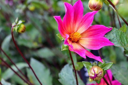 pink dahlia
