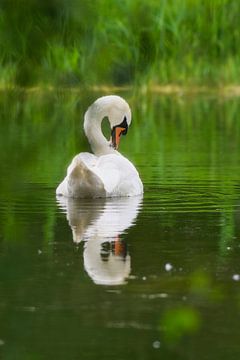 Een elegante zwaan von WeVaFotografie