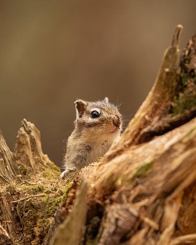 Sibirisches Erdhörnchen