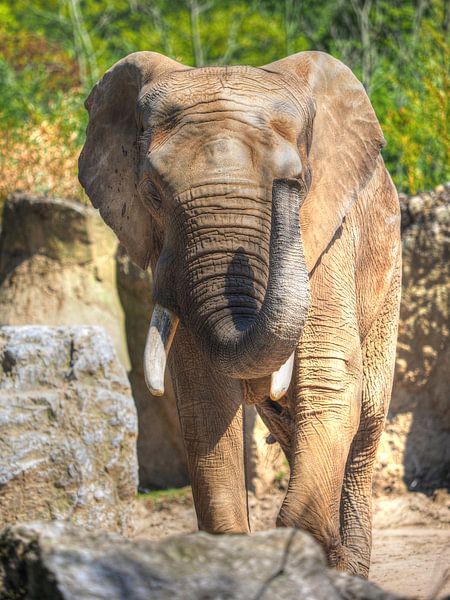 L'esprit de l'Afrique par Photo Art SD
