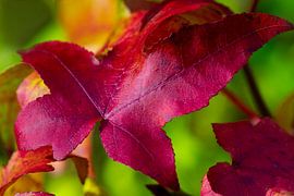 Wanddecoratie met explosieve herfst kleuren van Jolanda de Jong-Jansen