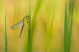 Une libellule jaune sur Van Eenige fotografie