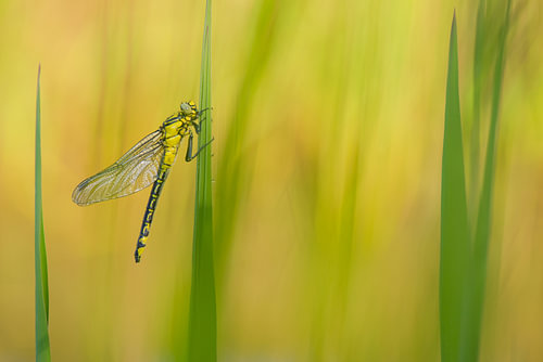 A dragonfly in yellow