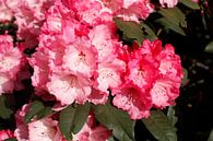 Roze rododendron bloesem, Close-Up, Duitsland van Torsten Krüger thumbnail